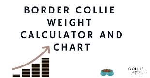 This chart lists the recommended weight of common dog breeds. Border Collie Weight Chart How Much Should Your Collie Weigh Collie Perfect