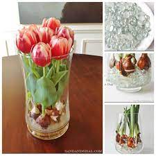 Creative Ideas How To Grow Tulips Indoors Icreativeideas Com Growing Tulips Tulip Bulbs Tulips In Vase