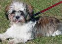 Shih Tzu Terrier Mix The Best of Both Pups for you!