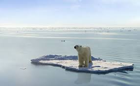 The Kids Guide To Global Warming Polar Bear Polar Animals
