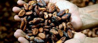 Coklat batang terbaik yang akan kami rekomendasikan di daftar ini adalah pasha dark chocolate compound. Daftar Harga Dark Chocolate Compound Dcc Terbaru Berbagai Merk Daftar Harga Tarif