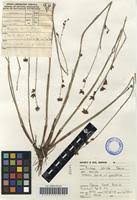 Image result for Fuirena stricta