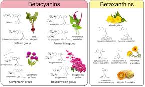 Its tender cladodes are used as. La Vie En Rose Biosynthesis Sources And Applications Of Betalain Pigments Molecular Plant