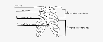 The thoracic cage consists of the 12 pairs of ribs with their costal cartilages and the sternum. Human Rib Cage Label Quiz 600x257 Png Download Pngkit