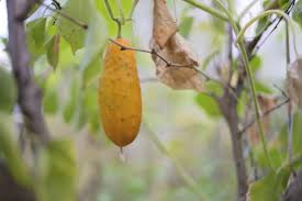 These pests feed on the sap in the leaves. How To Prevent Yellow Cucumbers And When To Pick A Cucumber