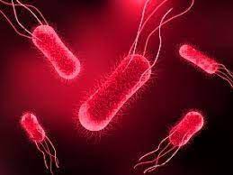 The two species of salmonella are salmonella enterica and salmonella bongori. Identifikasi Bakteri Salmonella Typhi Youtube