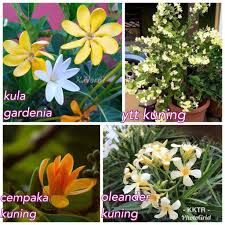 Maybe you would like to learn more about one of these? Pokok Bunga Warna Kuning Home Furniture Gardening On Carousell
