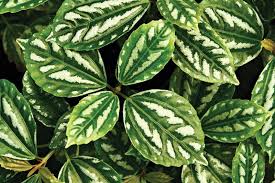 Image result for Laportea mooreana