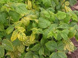 Phytophthora has been identified as the cause of the decline of stands of red and purple. Raspberries Pests Diseases Chris Bowers