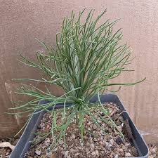 Image result for Eriospermum