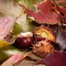 Neben klassikern wie dem kastanienmännchen gibt es nämlich noch viele kreative bastelideen zu entdecken, die wir euch vorstellen möchten. Basteln Mit Kastanien Tolle Bastelideen Geolino