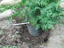 Image result for kabatina thujae