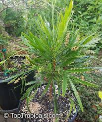 Image result for Phyllanthus polyanthus