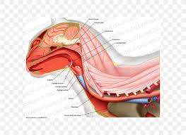 6 describe briefly the abduction at shoulder joint. Ischiocavernosus Muscle Shoulder Anatomy Human Body Png 600x600px Watercolor Cartoon Flower Frame Heart Download Free