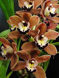 Dsc02584 Chocolate Orchids Beautiful Flowers Unusual Flowers Cymbidium Orchids