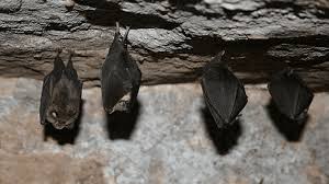 Maybe you would like to learn more about one of these? Belfry Dwelling Bats Are Causing An Unholy Mess In English Churches