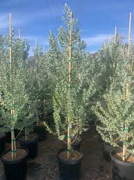 Image result for Acacia podalyriifolia