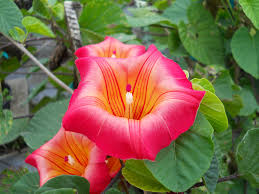 Image result for Stictocardia