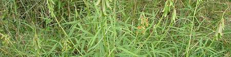 Image result for Crotalaria lanceolata