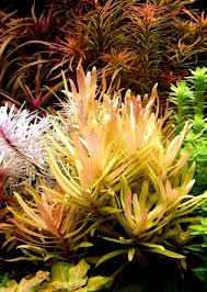 Image result for Nesaea pedroi