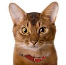 Javanese Cat Breed Profile | Petfinder