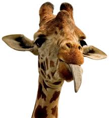 Gradina zoologica sibiu are o suprafata de 4,8 ha, alte 10,3 ha fiind atribuite din padurea dumbrava prin hotararea nr.1256/2005 a consiliului local sibiu pentru extindere. Zoo Sibiu