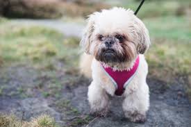 10 Races De Petits Chiens Autourdesanimaux