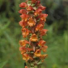 Image result for Satyrium sceptrum