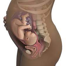 See full list on pampers.com 34 Weeks Pregnant Symptoms Belly Baby Size More Babycenter