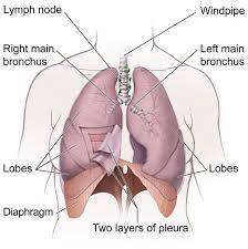 A distressing symptom of lung cancer is shortness of breath, also called dyspnea, which may come on with physical activity, or even while resting. Lung Cancer