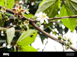 Image result for Bellucia