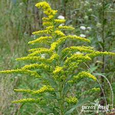 Goldenrod Flower Essence Grandparents Of The Forest