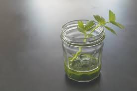 Liebstoeckel Pesto Rezept Pesto Pesto Rezept Krauterkuche