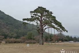Daesung lee1, yeongwan seo2, jiyoung park1 and jungkee choi1 the purpose of this study is to analyze the effect of thinning intensity on the growth of large diameter trees in korean. Jeongipum Pine Tree ë³´ì€ ì†ë¦¬ ì •ì´í'ˆì†¡ Trippose