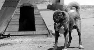 mesut subasi adli kullanicinin dogs panosundaki pin kangal kopegi istanbul polis