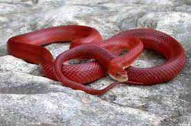 Elaphe Guttata Pantherophis Guttatus Serpent Animal Beaux Serpents Animaux Dangereux