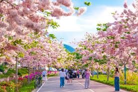 Image result for Cassia agnes