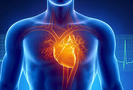 The size of this gland is around 10.5 initially, the healthcare providers apply several liver function tests for the evaluation of liver function and to determine different types of liver diseases. How Heart Disease Affects Your Body