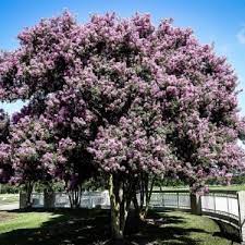 This is one tree that grows and blooms better in the eastern us than where milder summers prevail, as in the this is no doubt a beautiful flowering tree, however a note should be made in regards to its only the white variety of cornus florida will bloom this far south. Trees And Shrubs For Florida The Tree Center