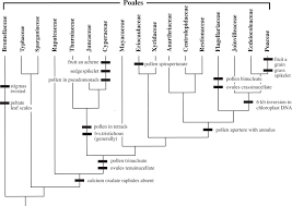 Image result for Xyris peteri