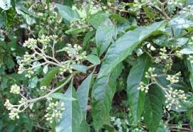 Image result for Vernonia thomsoniana