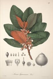 Image result for Pouteria