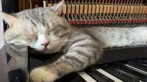 Haburu is a pianist cat - YouTube
