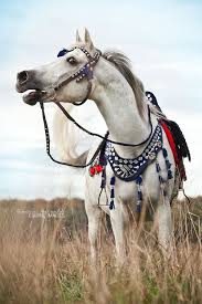 Arabian Holla At Ur Girl Horses Pretty Horses Horse Breeds