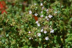 705 likes · 1 talking about this · 215 were here. Thyme Advice From The Herb Lady