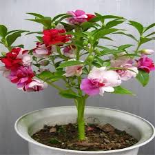 Maybe you would like to learn more about one of these? Impatiens Balsamina Indoor House Plants Flowering Plant