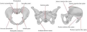 Image result for Pelvimetry