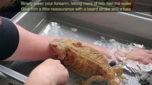 Simply fill a bowl or container with mildly warm water. How To Bath Bearded Dragons 5 Great Reasons Why You Should Bearded Dragons Rock