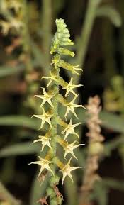 Image result for Heliotropium zeylanicum