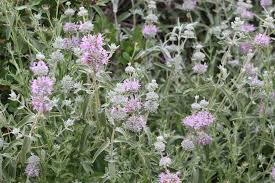 Image result for Salvia stenophylla